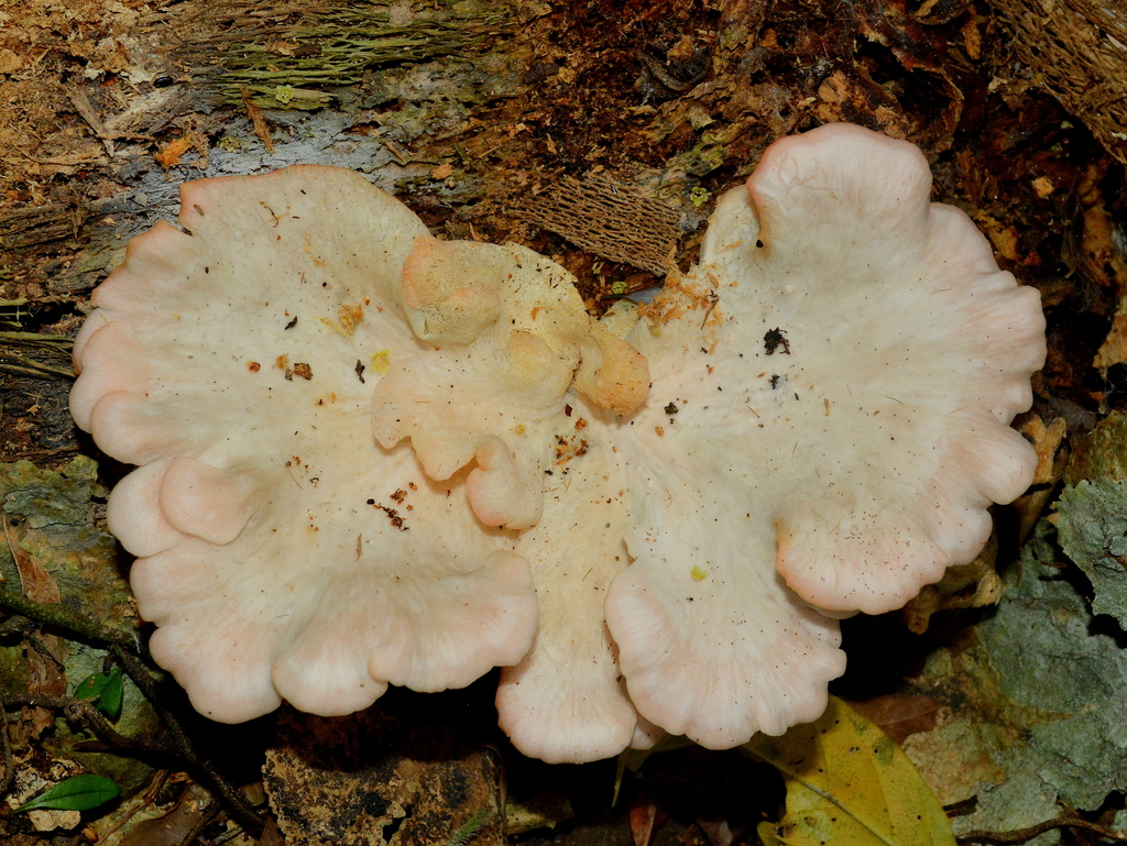 Pleurotus djamor · April 2026 · photo: © vinicius_s_domingues (iNaturalist, cc-by)