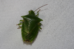 Vitellus orientalis