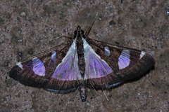 Glyphodes actorionalis