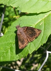 Chiomara mithrax