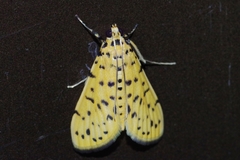 Conogethes punctiferalis