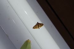 Conogethes punctiferalis