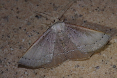Plesiomorpha punctilinearia