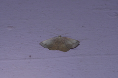 Plesiomorpha punctilinearia