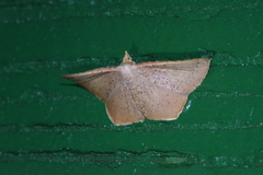 Plesiomorpha punctilinearia