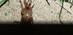 Myrmekiaphila comstocki