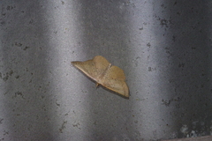 Plesiomorpha punctilinearia