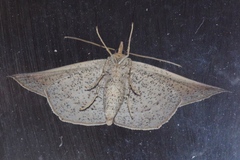 Plesiomorpha punctilinearia