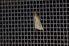 Microchilo inexpectellus