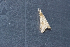 Microchilo inexpectellus