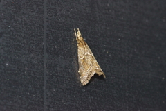 Microchilo inexpectellus