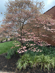 Cornus florida rubra