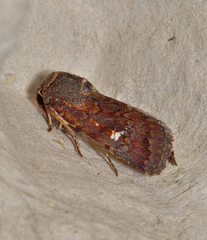 Proteuxoa hydraecioides