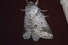 Neodrymonia acuminata