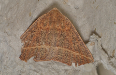 Gynopteryx ada