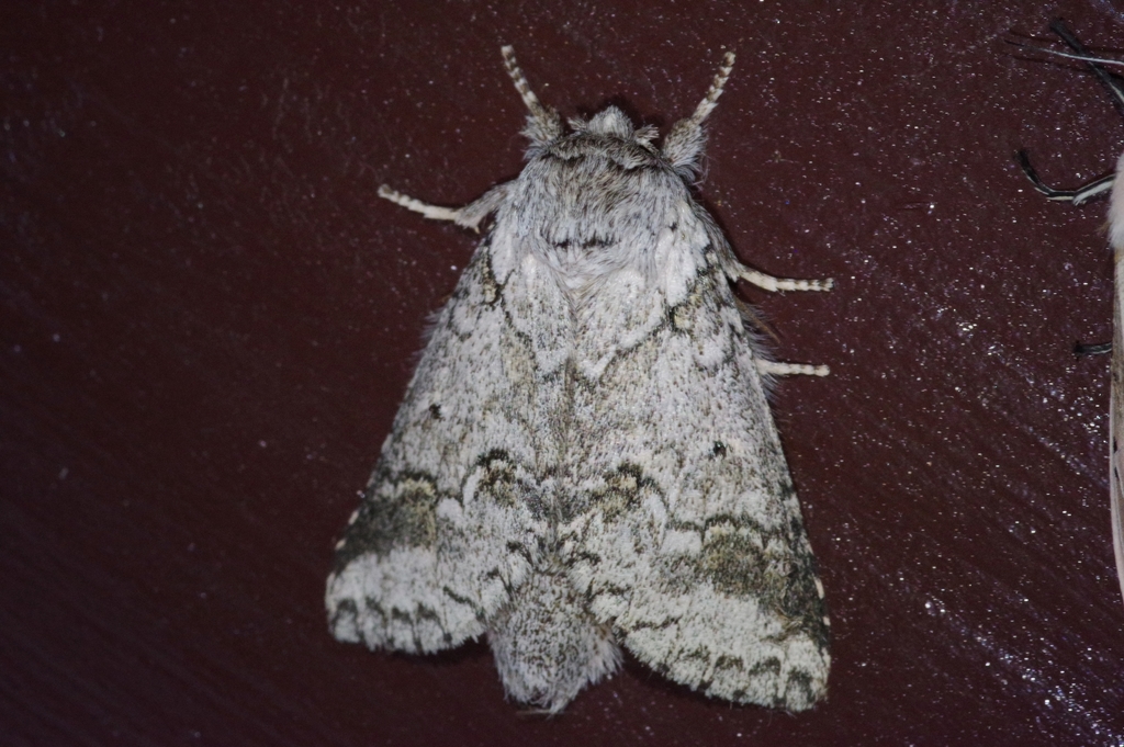 Neodrymonia acuminata