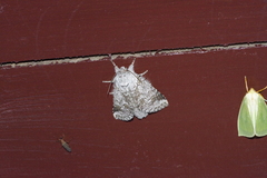 Neodrymonia acuminata