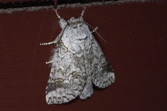 Neodrymonia acuminata