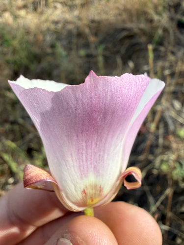 Calochortus simulans, photograph 6
