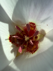 Calochortus simulans, photograph (c) Mike Butler, some rights reserved (CC BY)