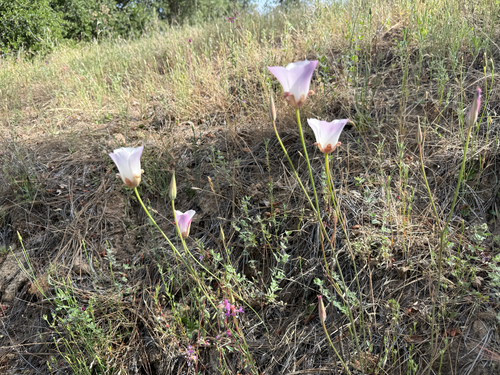 Calochortus simulans, photograph 5