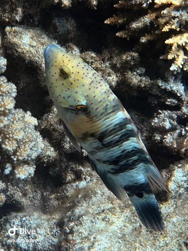 Cheilinus lunulatus