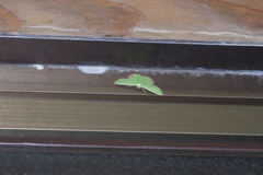 Comibaena procumbaria