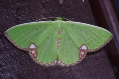 Comibaena procumbaria