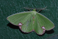 Comibaena procumbaria