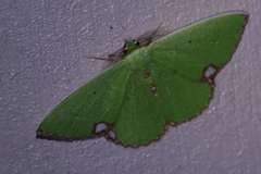 Comibaena procumbaria