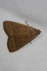 Simplicia cornicalis