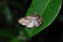 Melanthia catenaria