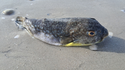 Chelonodon kappa
