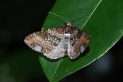 Melanthia catenaria