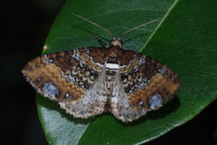Melanthia catenaria