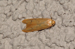Platoloncha psamathina