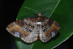 Melanthia catenaria