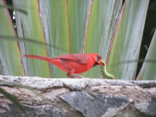 Northern Cardinal photographed in Hawaii