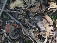 Semionellus placidus