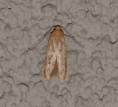 Platoloncha psamathina