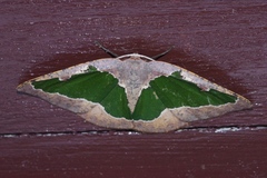 Celenna festivaria