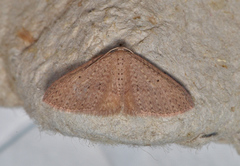Poecilasthena anthodes