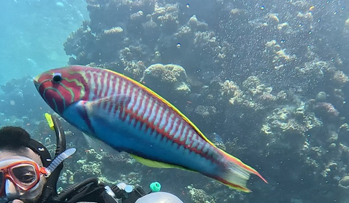 Thalassoma rueppellii