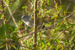 Microligea palustris