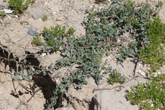 Atriplex coulteri