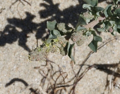 Atriplex coulteri