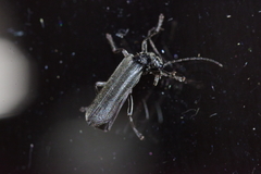 Lycocerus okinawanus
