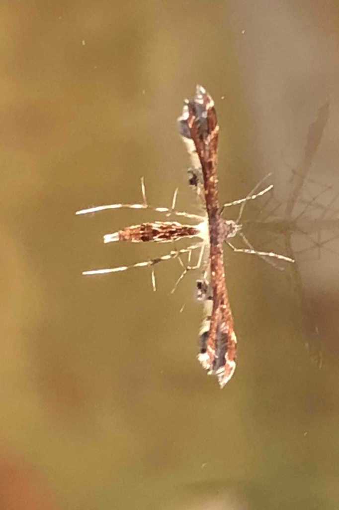 Procapperia pelecyntes
