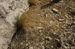 Achnatherum bromoides