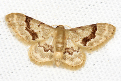 Idaea vagula